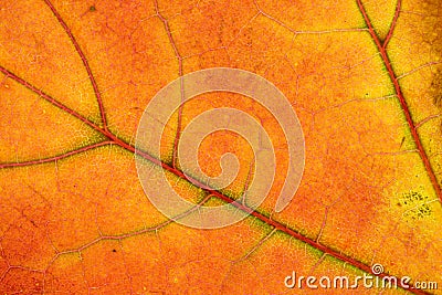 Leaf texture background. Abstract foliage tropical pattern. Natu Stock Photo