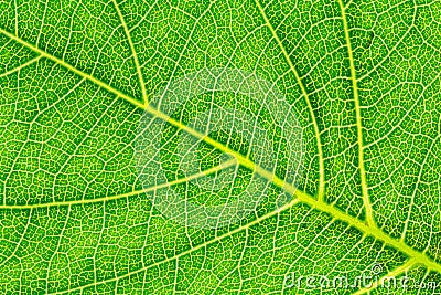 Leaf texture or leaf background for website template, postcard, decoration and agriculture concept design. Stock Photo