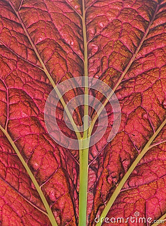 Leaf texture Stock Photo
