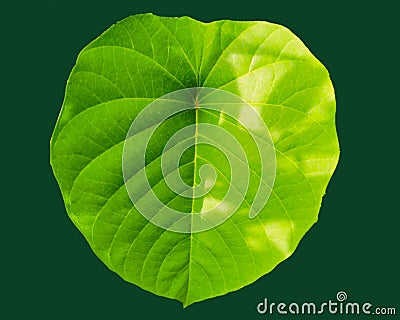 leaf texture with green background croped Stock Photo