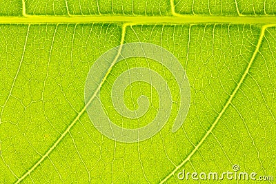 Leaf texture or leaf background for website template, postcard, decoration and agriculture concept design. Stock Photo