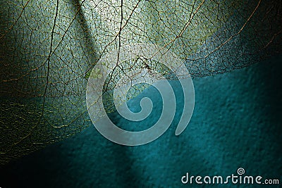 leaf texture. organic background with light effect Stock Photo