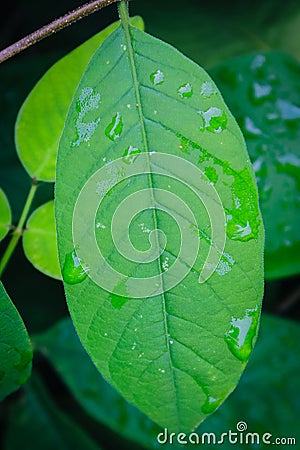 Leaf texture water drops Stock Photo