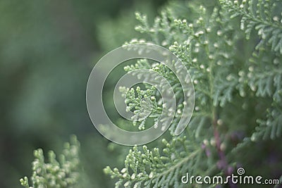 Leaf tip of Oriental Arbor Vitae or Platycladus orientalis leaf for background. Stock Photo
