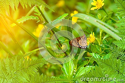 leaf tree and Butterfly on yellow flowers nature background Stock Photo