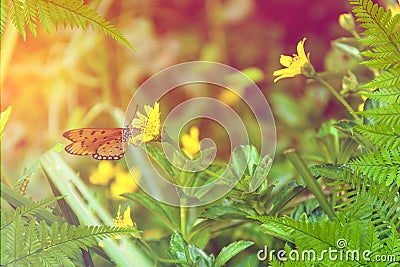 leaf tree and Butterfly on yellow flowers nature Stock Photo