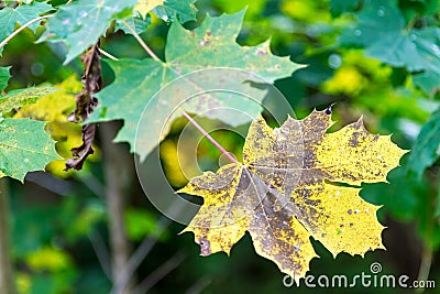 Leaf on a tree Stock Photo