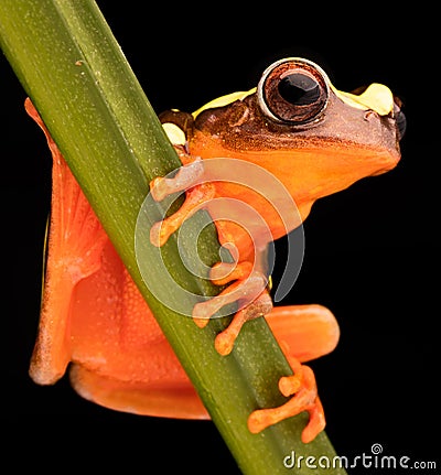 Leaf or tree frog Dendropsophus leucophyllatus Stock Photo