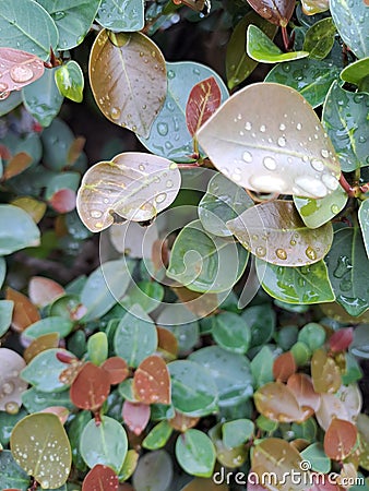Leaf tree rain garden backdrop Stock Photo