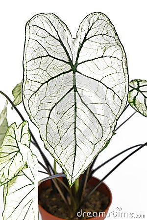 Leaf of tropical `Caladium Candidum White Christmas` houseplant or garden plant with white leaves and green veins Stock Photo