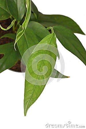 Leaf of tropical `Epipremnum Pinnatum` houseplant with narrow leaves on white background Stock Photo