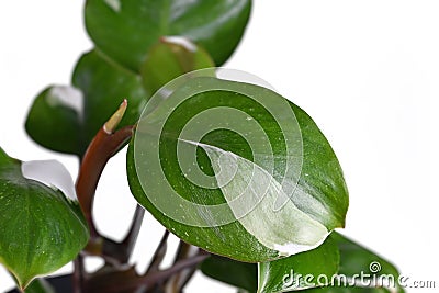 Leaf of tropical Philodendron White Knight houseplant with white variegation spots Stock Photo