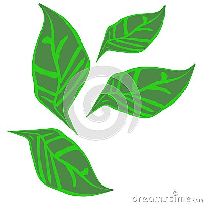 Leaf vector illustration Cartoon Illustration