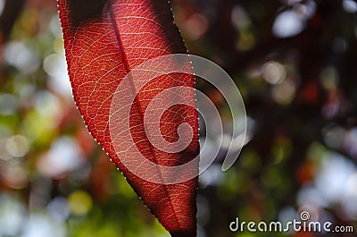 Leaf vein nervure abstract vibrant bright Light shining through the veins with detailed Macro Close Up structure of glowing red Stock Photo
