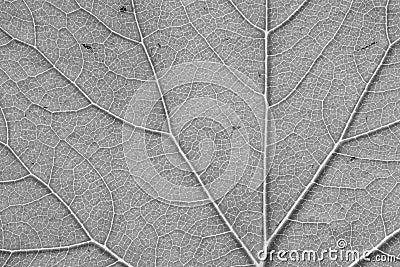 Leaf vein texture of black and white Stock Photo