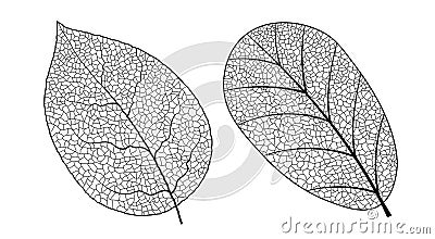 Leaf vein vector texture isolated transparent autumn black detail botanical vein leaf organic Vector Illustration