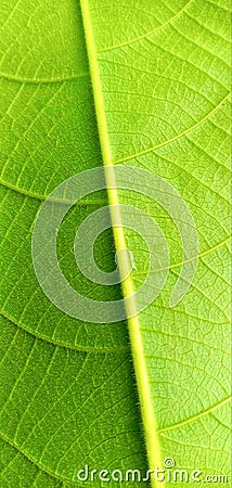 Leaf veins look clear and very nice Stock Photo