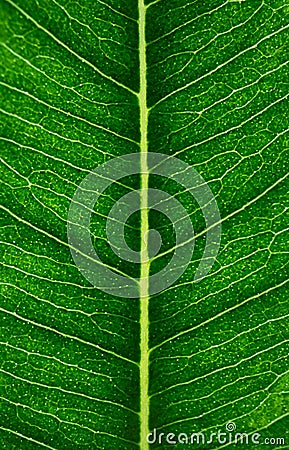 Leaf veins, macro. Plant structure pattern with selective focus. Nature vertical background, wallpaper Stock Photo