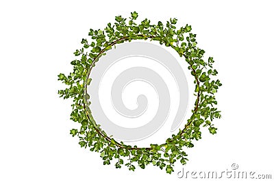 Leaf vine circle isolates on a white background Stock Photo