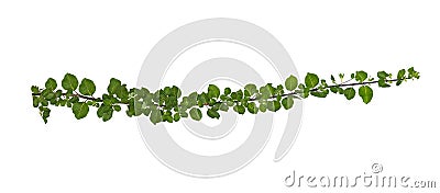 Leaf vine isolates on a white background Stock Photo