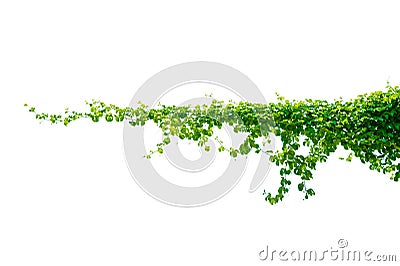 leaf vine isolates on a white background Stock Photo