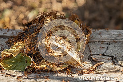 Leaf Weaver Ants Nest from Thai Red Ant for Protecting Queen Ant and Egg Stock Photo