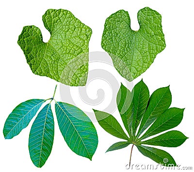 Leaf on wihte background. Stock Photo