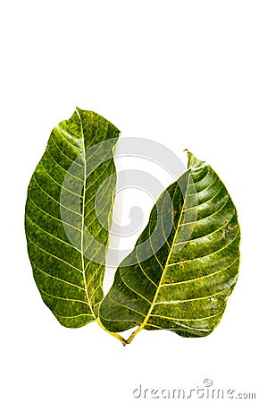 Leaf Wild cinchona white background in studio Stock Photo