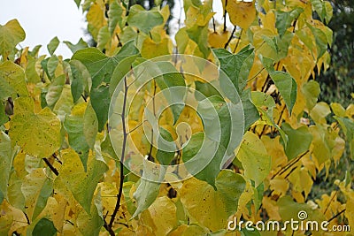 Leafage on branches of cercis canadensis Stock Photo