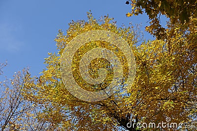 Leafage of Fraxinus pennsylvanica against blue sky Stock Photo