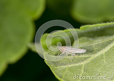 Leafhopper Stock Photo