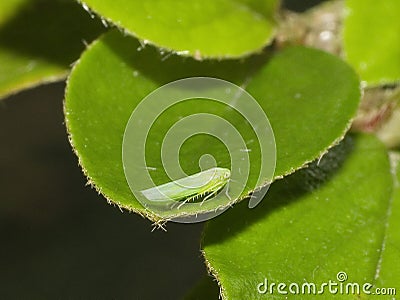 Green leafhopper - macro image Stock Photo