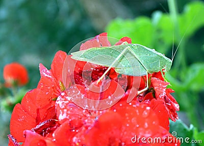 Leafhopper on geranium Stock Photo