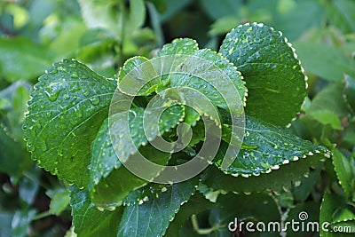 Leafhopper insect resting on acalypha wilkesiana leaves. Copperleaf. White hairs on leaf and stem. Rain water drops on leaf. Stock Photo