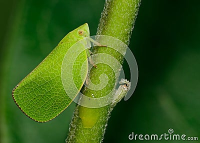 Leafhopper Stock Photo