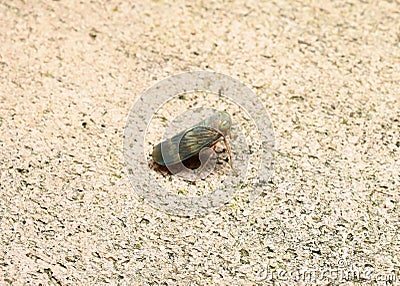 Sideview closeup of a Leafhopper or Sharpshooter Stock Photo