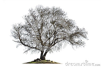 Leafless ash-tree isolated on white Stock Photo