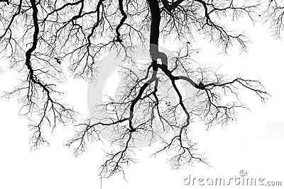 Leafless branches Stock Photo