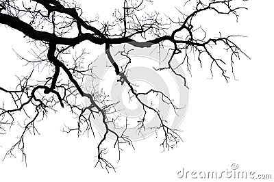 Leafless branches on white Stock Photo