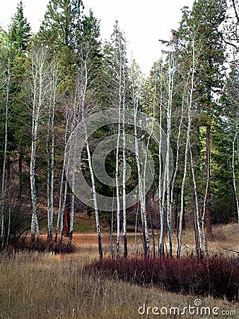 Leafless Burch Trees Across an Open Meadow Stock Photo