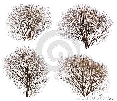 Leafless bushes collection Stock Photo