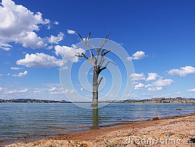 Leafless dead tree standing alone in the Bowna Waters Reserve natural parkland on the foreshore of Lake Hume, Albury. Stock Photo