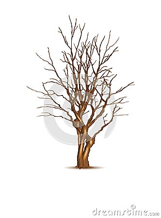 Leafless dry tree Vector Illustration