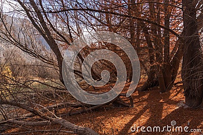Leafless fall trees and broken trunks with tree stumps on ground Stock Photo