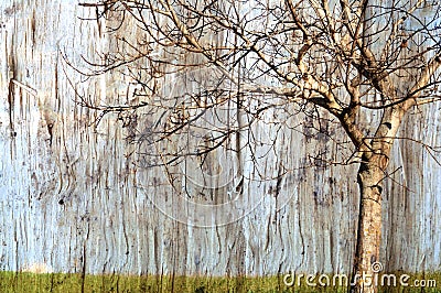 Leafless tree background Stock Photo