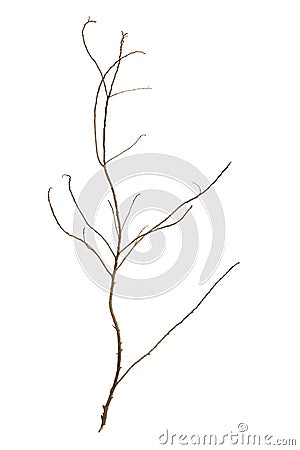 Leafless tree branch Stock Photo