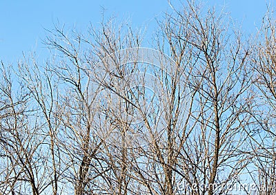 Leafless tree branches against the blue sky Stock Photo