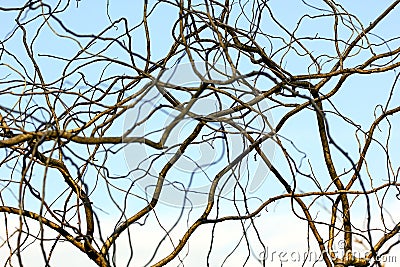 Leafless tree branches against blue sky Stock Photo