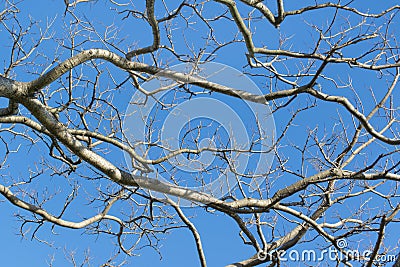 Leafless Tree Branches Against Blue Sky Stock Photo