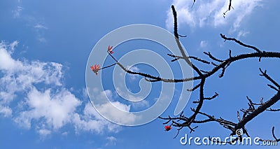 Leafless tree branches against clear blue sky. White clouds and red flowers adding more crisp. Stock Photo